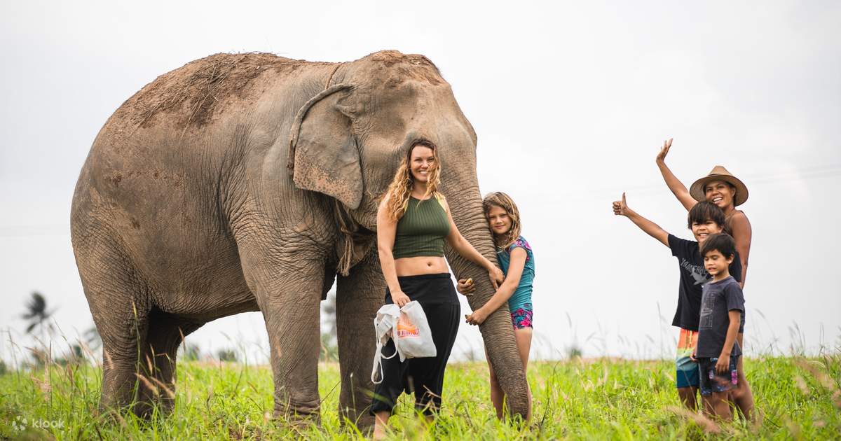 Elephant Jungle Sanctuary Pattaya Experience - Klook